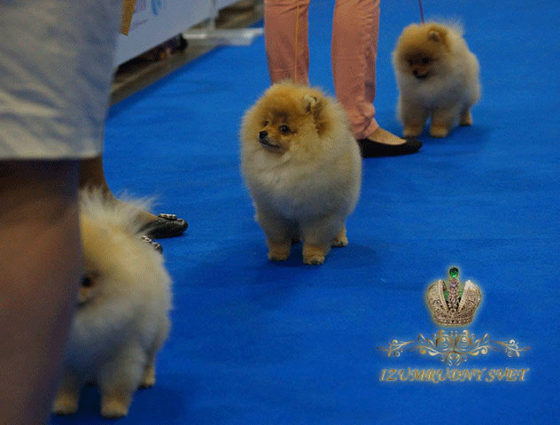 World Dog Show 23-24 июня 2016 Moscow